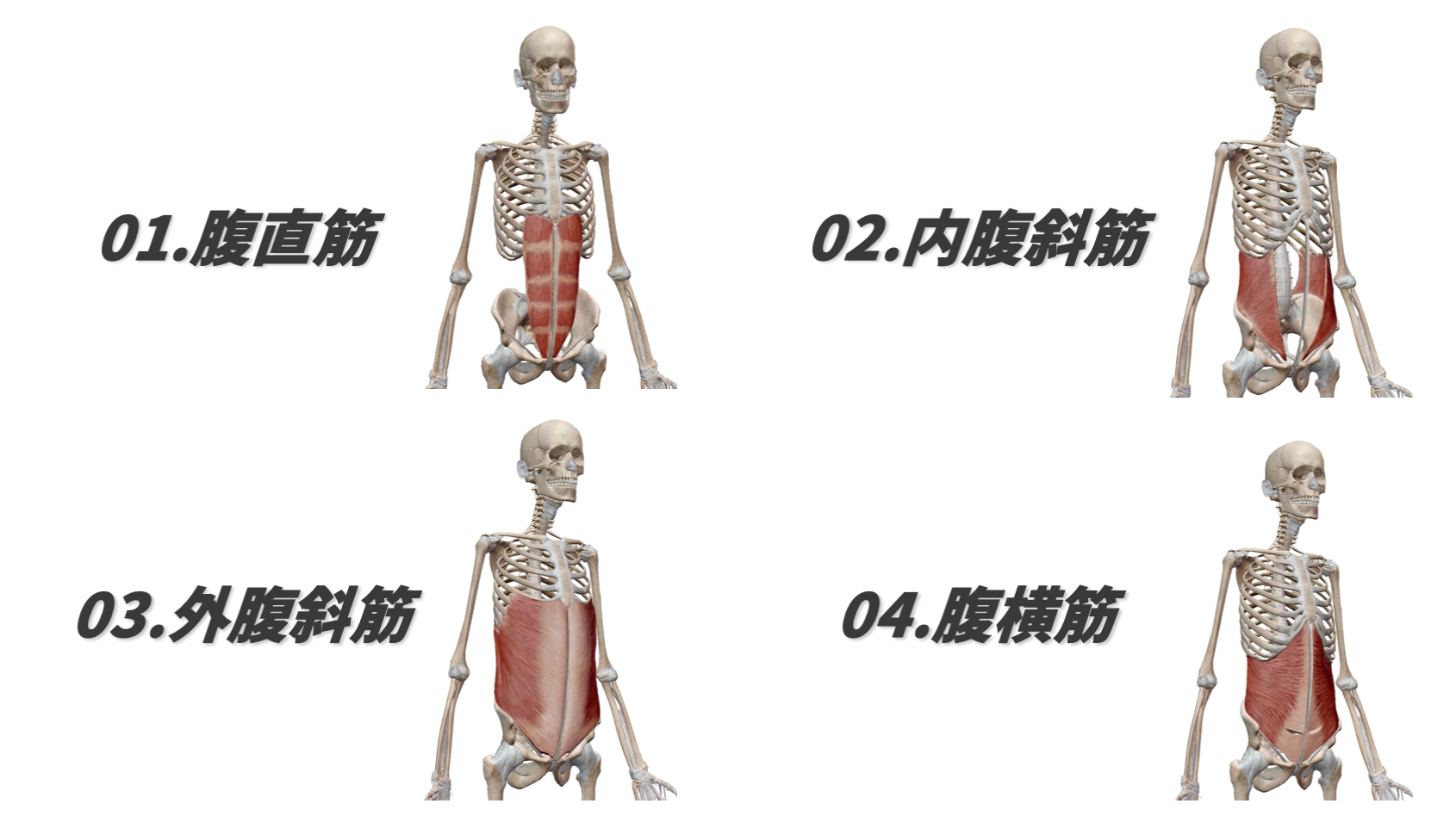 コア 体幹 デッドバグの効率的な実践方法とポイント トレコン Torecon 筋トレとコンディショニングを日常に