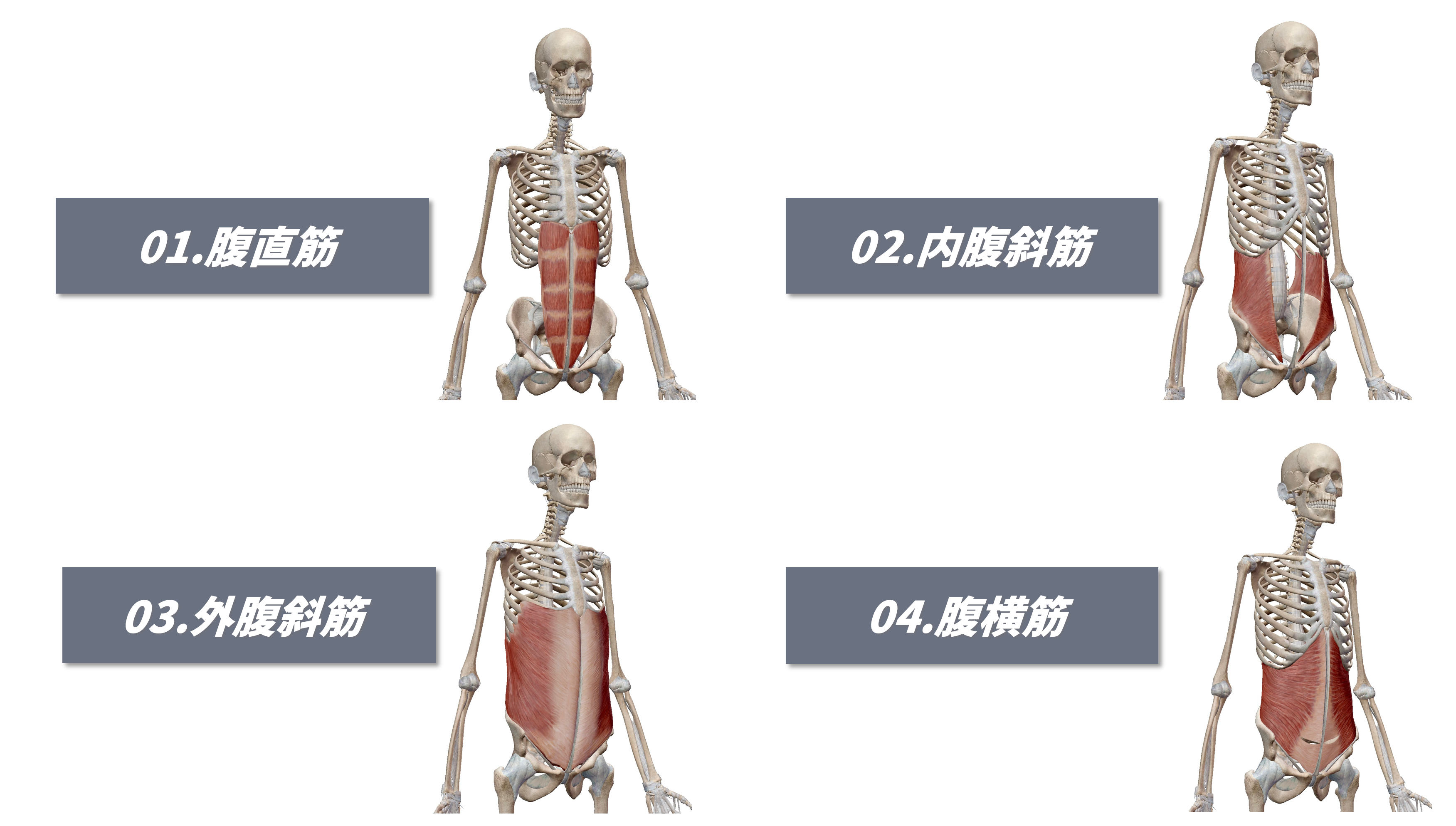 中学生向け 体幹 コアトレーニング5種の実践方法 ポイントを徹底解説 トレコン Torecon 筋トレとコンディショニングを日常に 中学生向け 体幹 コアトレーニング5種の実践方法 ポイントを徹底解説 トレコン Torecon 筋トレとコンディショニングを日常に