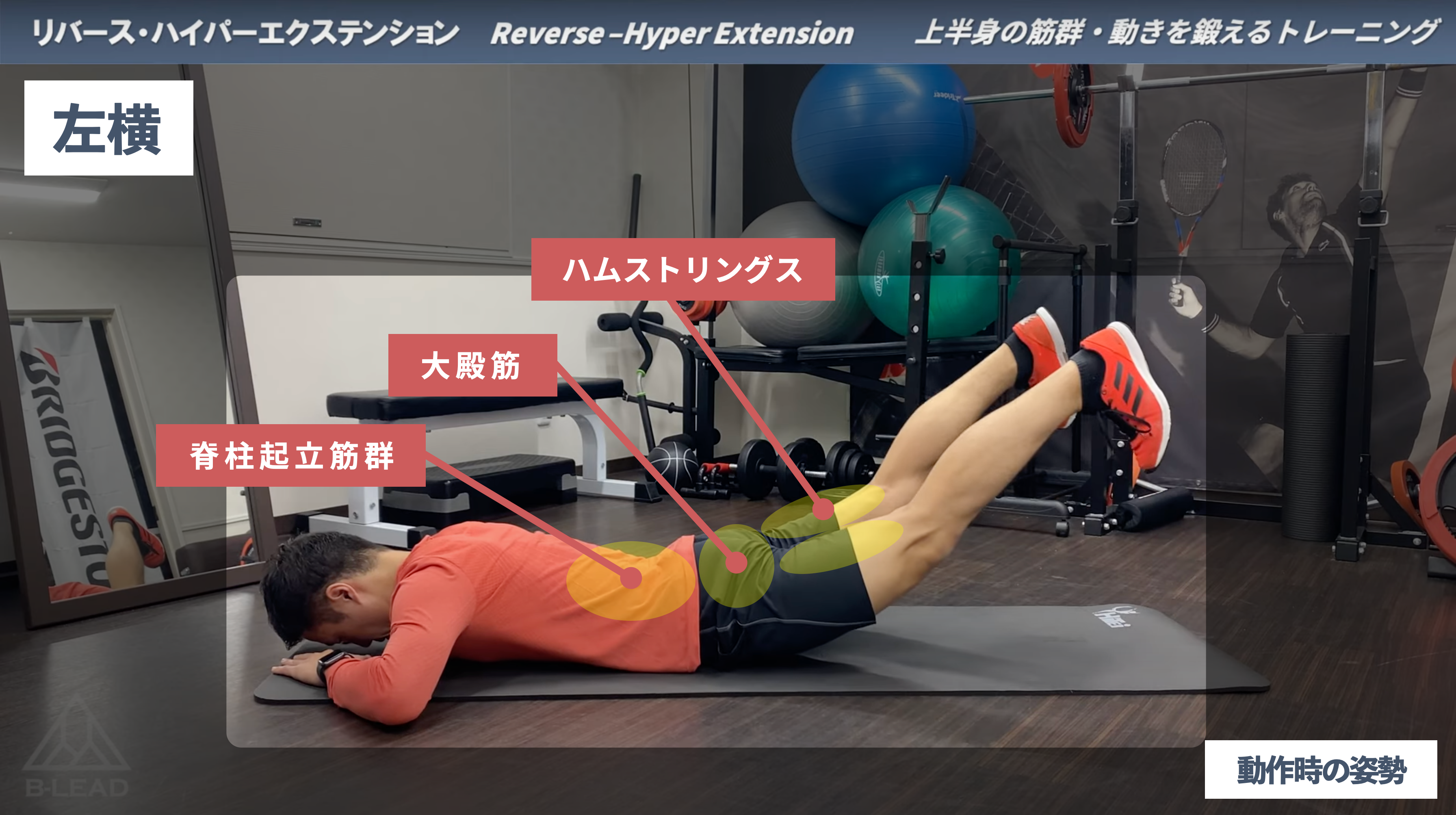 TRAINING MOVIE】#036 リバース・ハイパーエクステンション｜Reverse 