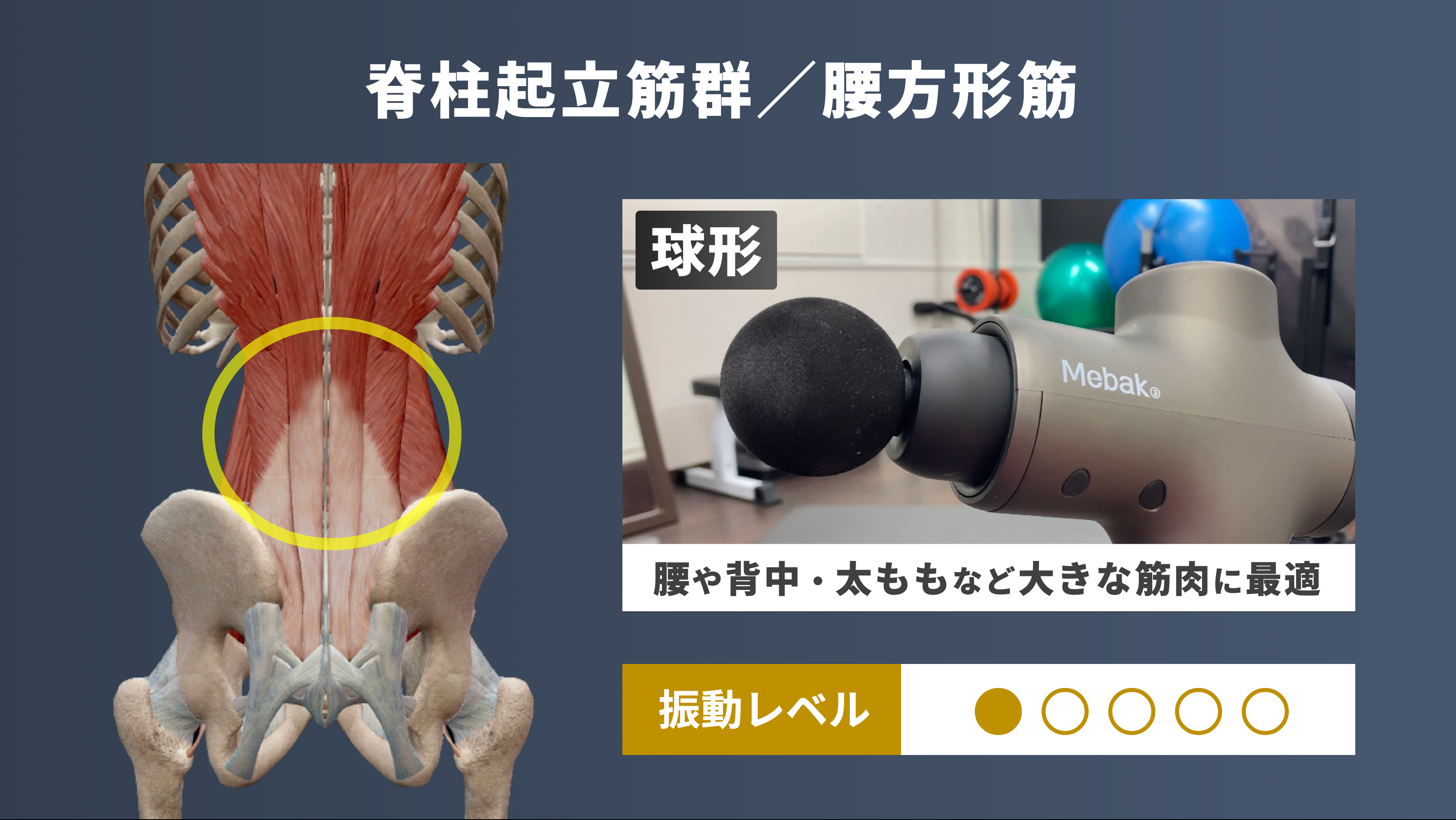 筋膜リリースガン 腰痛解消に効果的なマッサージガンの使い方 実践動画つき トレコン Torecon 筋トレとコンディショニングを日常に