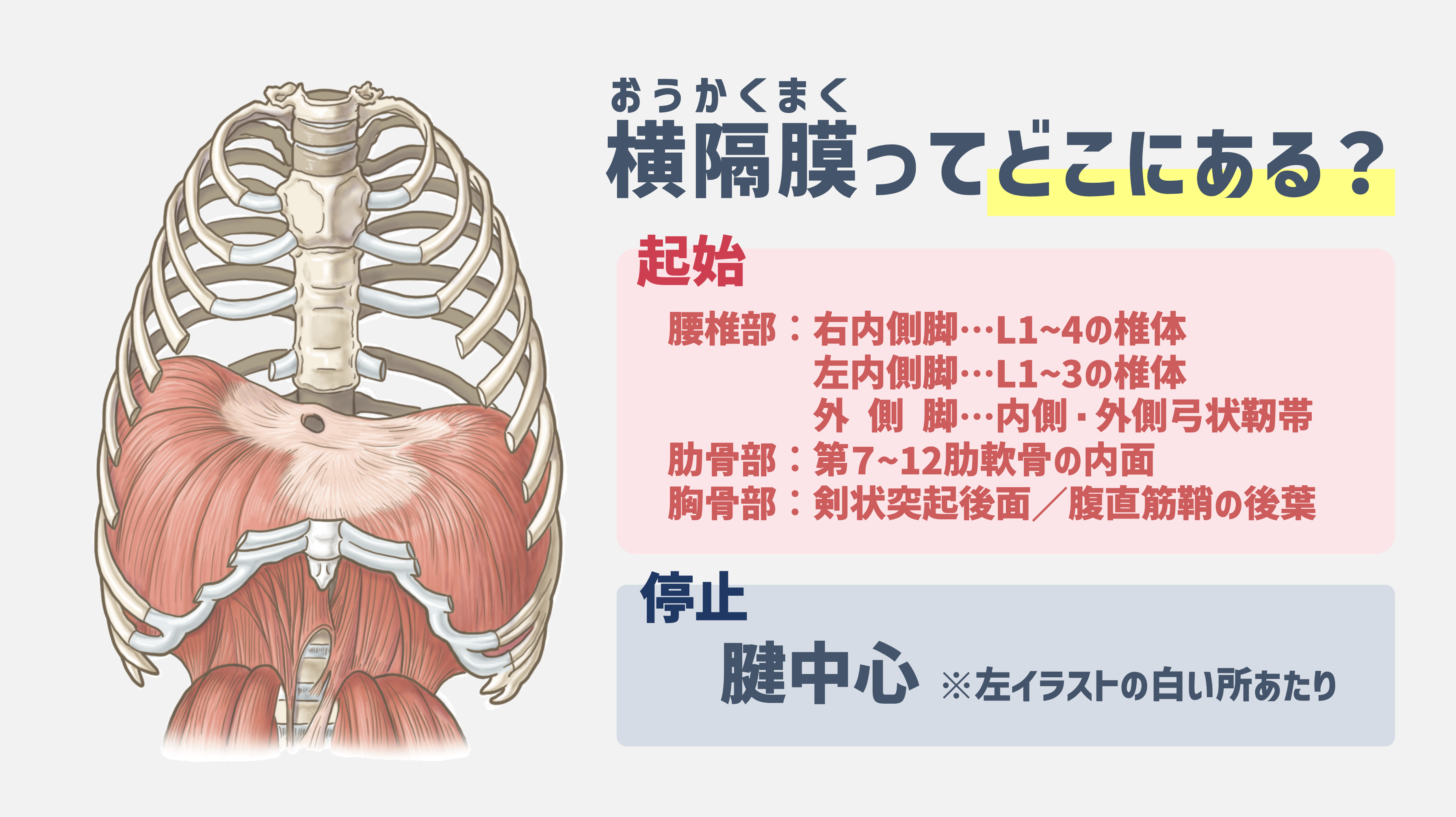 横隔膜 筋 トレ