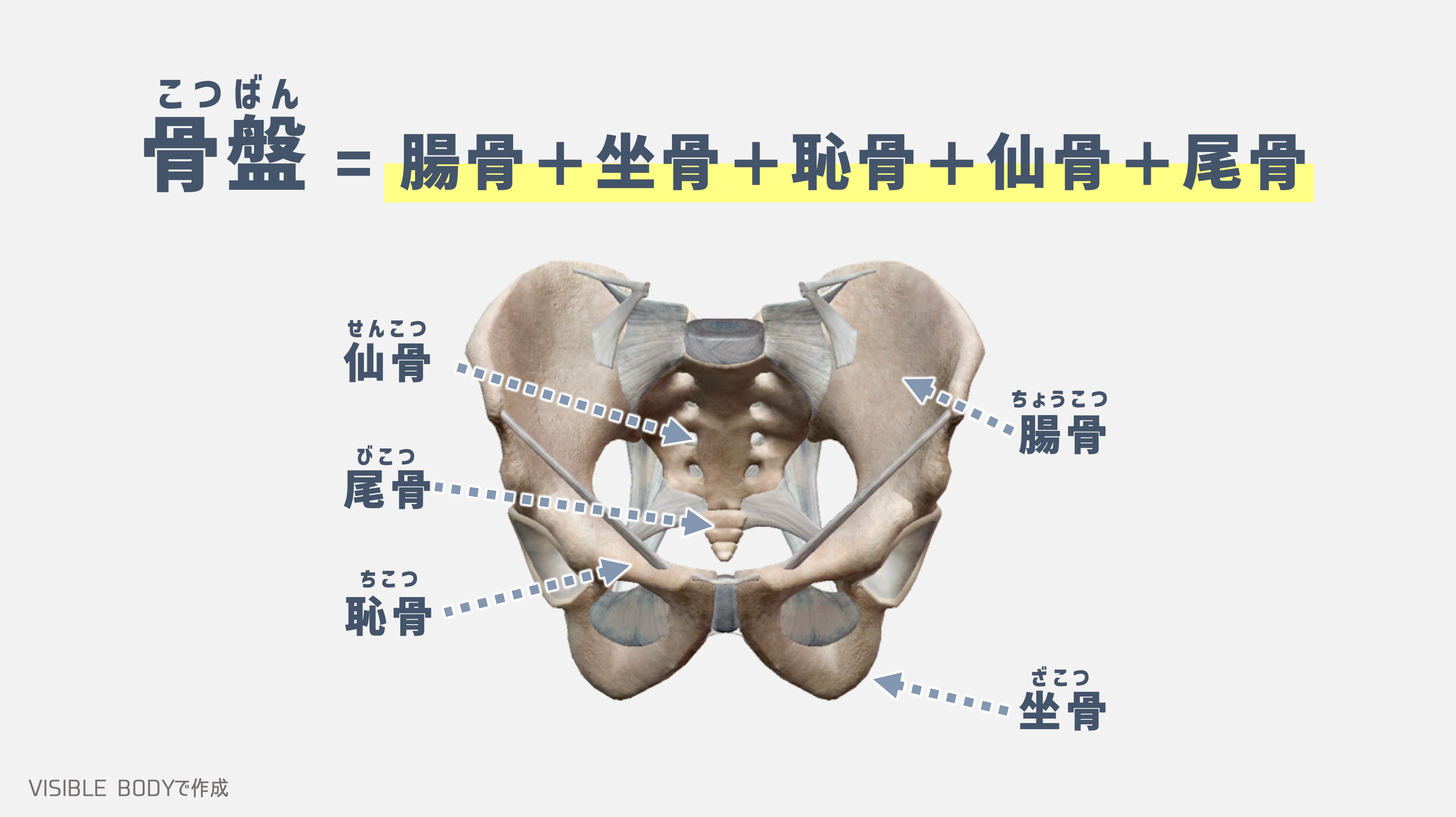 骨盤の解剖学