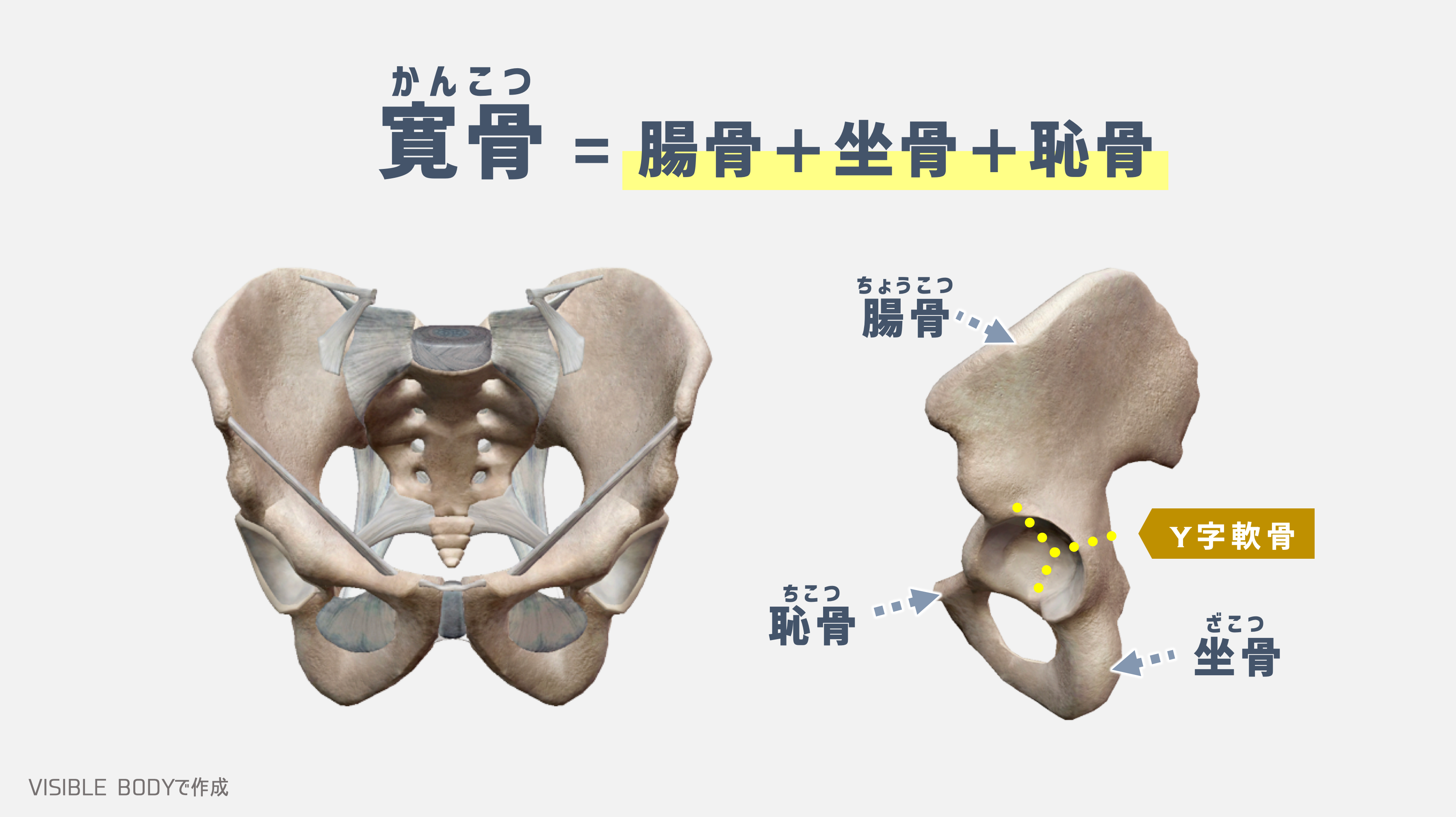 骨盤の解剖学