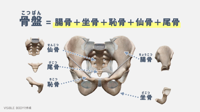 【解剖学】トレーナーが知っておくべき『骨盤』の構造と基礎知識|TORECON
