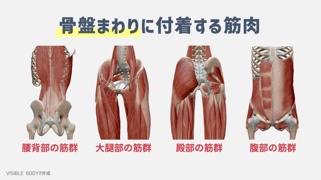 【解剖学】トレーナーが知っておくべき『骨盤』の構造と基礎知識|TORECON