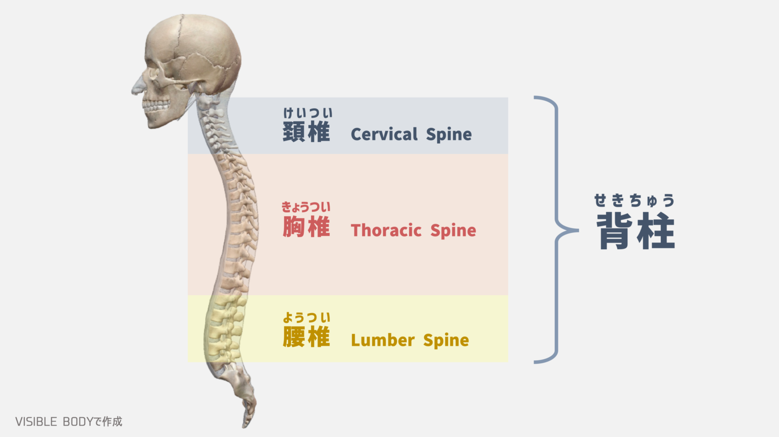 【解剖学】トレーナーが知っておくべき『脊柱』の構造と基礎知識｜TORECON