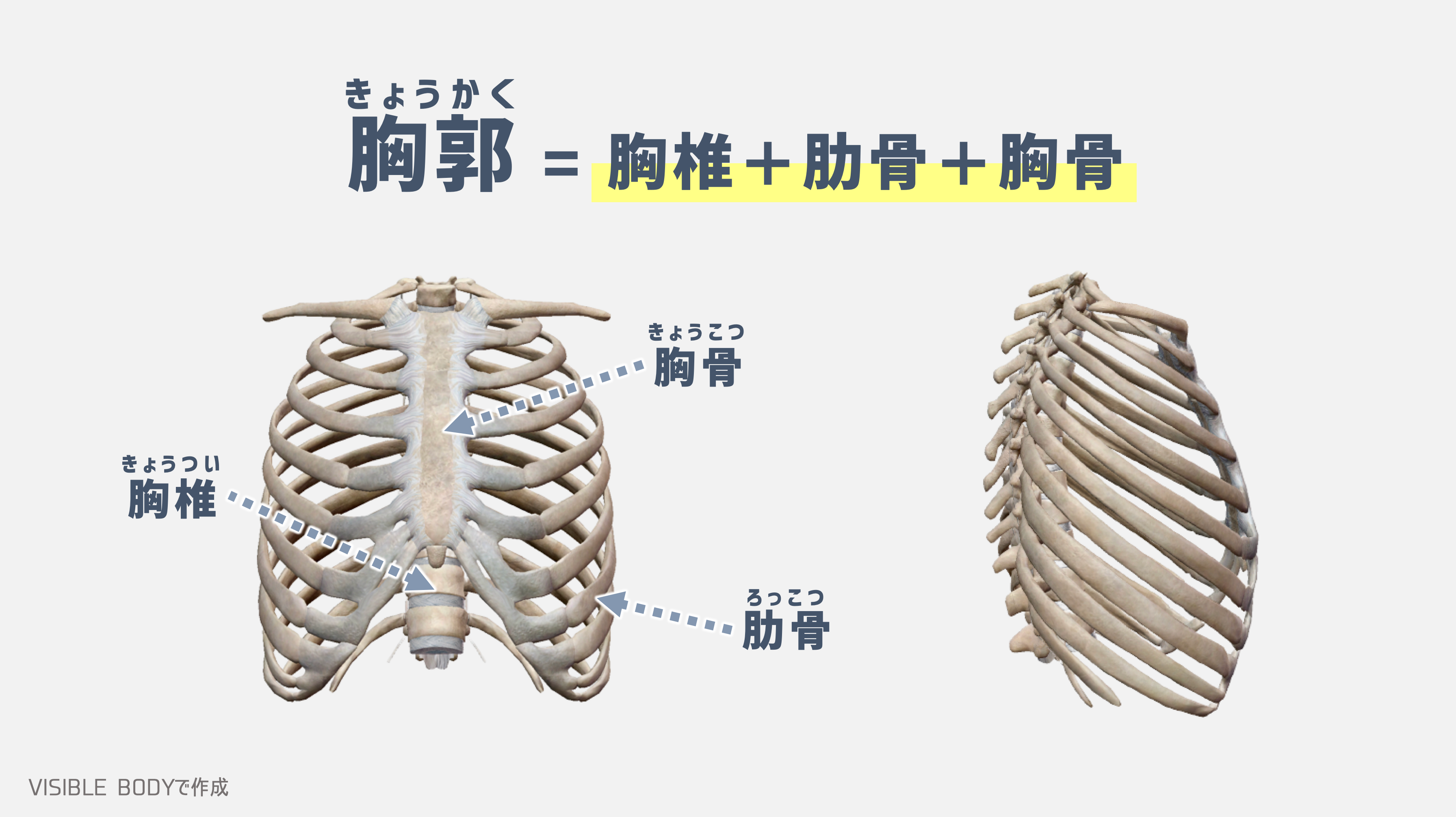 解剖学】トレーナーが知っておくべき『胸郭』の構造と基礎知識｜TORECON