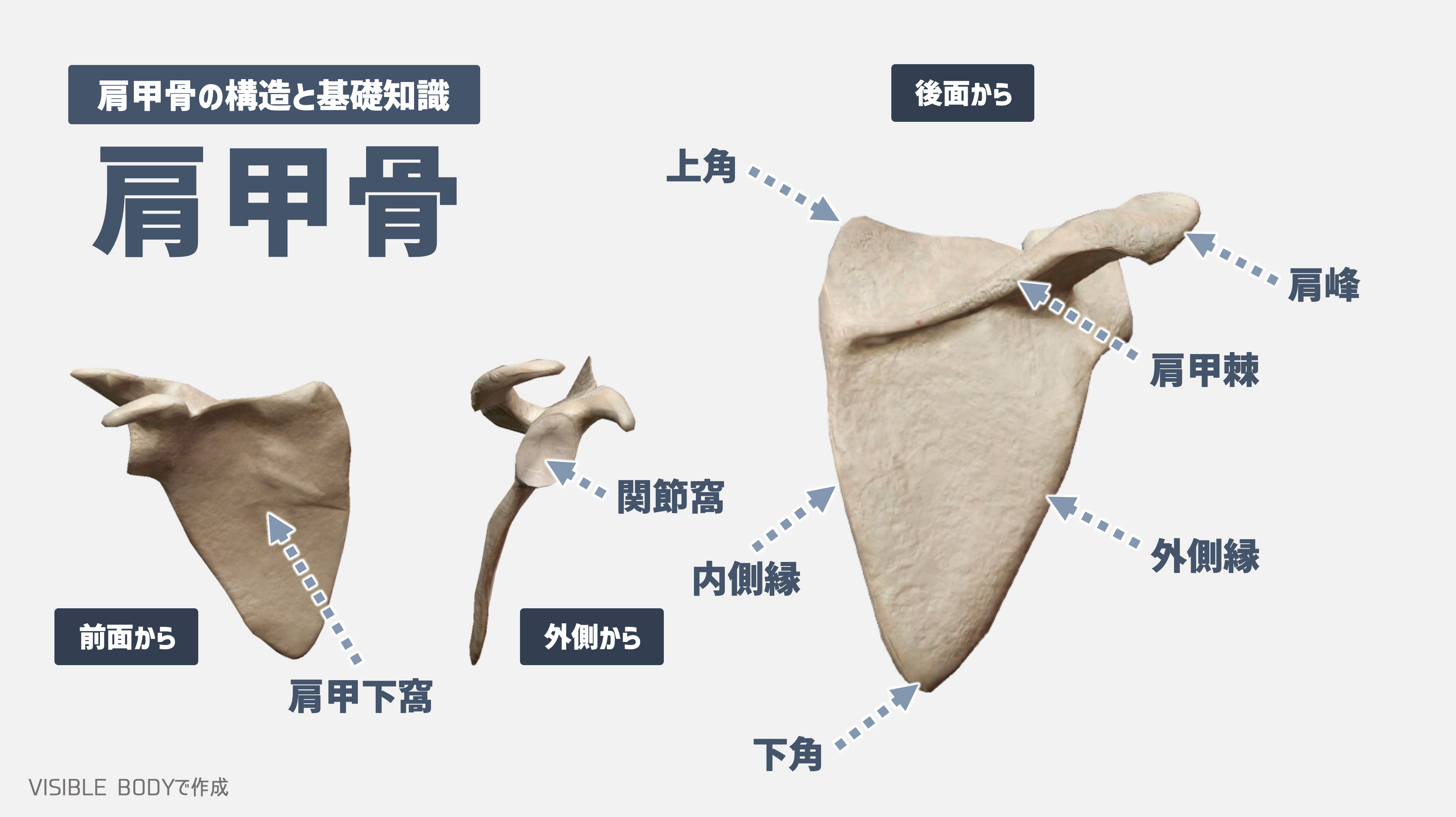 解剖学 トレーナーが知っておくべき 肩甲骨 の構造と基礎知識 トレコン Torecon 筋トレとコンディショニングを日常に