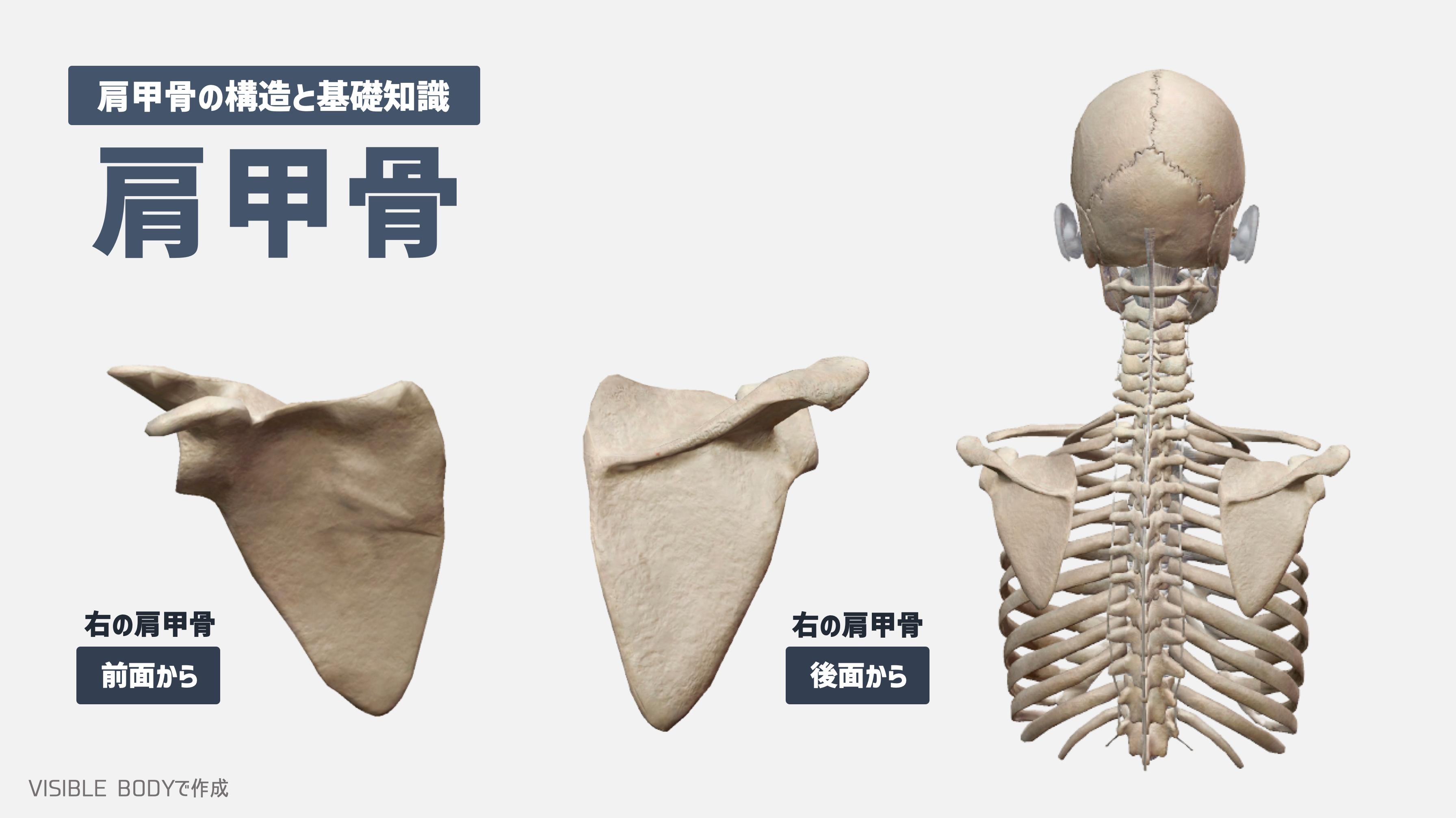 解剖学 トレーナーが知っておくべき 肩甲骨 の構造と基礎知識 Torecon