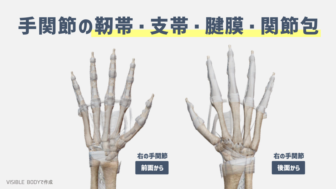 【解剖学】トレーナーが知っておくべき『手関節』の構造と基礎知識|TORECON