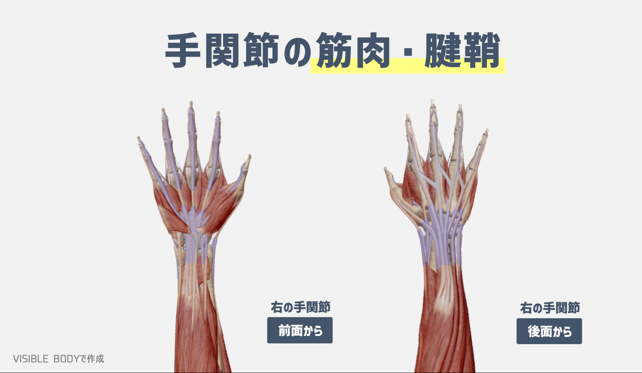 【解剖学】トレーナーが知っておくべき『手関節』の構造と基礎知識|TORECON