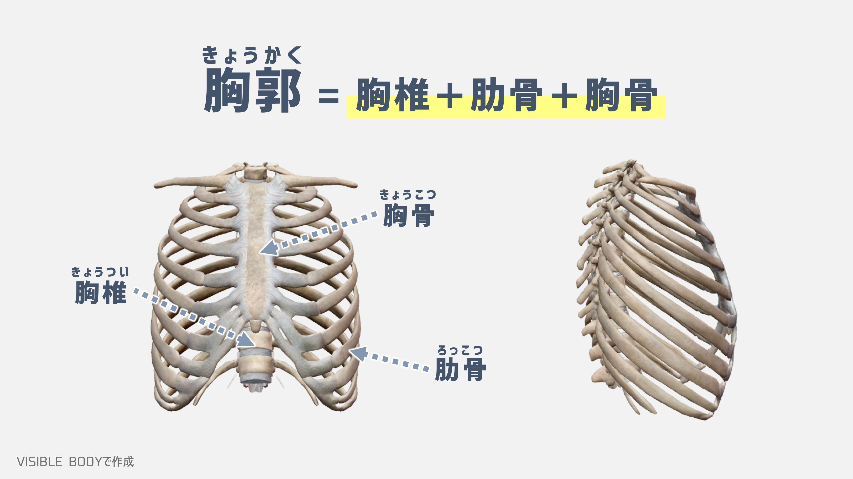 胸郭の可動性を拡げるストレッチ＆コンディショニング８種｜胸郭の構造 ...
