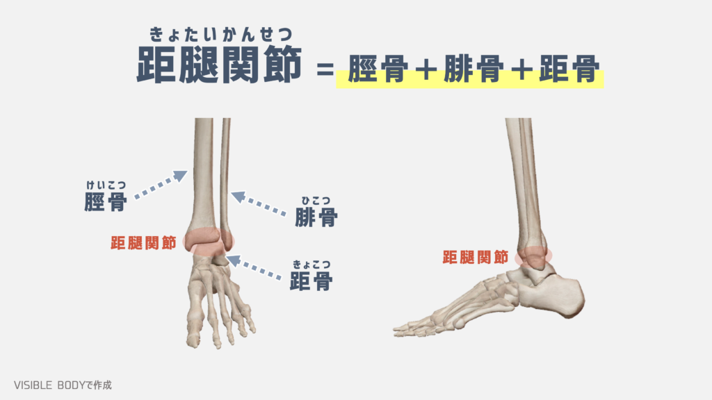 【解剖学】トレーナーが知っておくべき『足関節』の構造と基礎知識｜TORECON