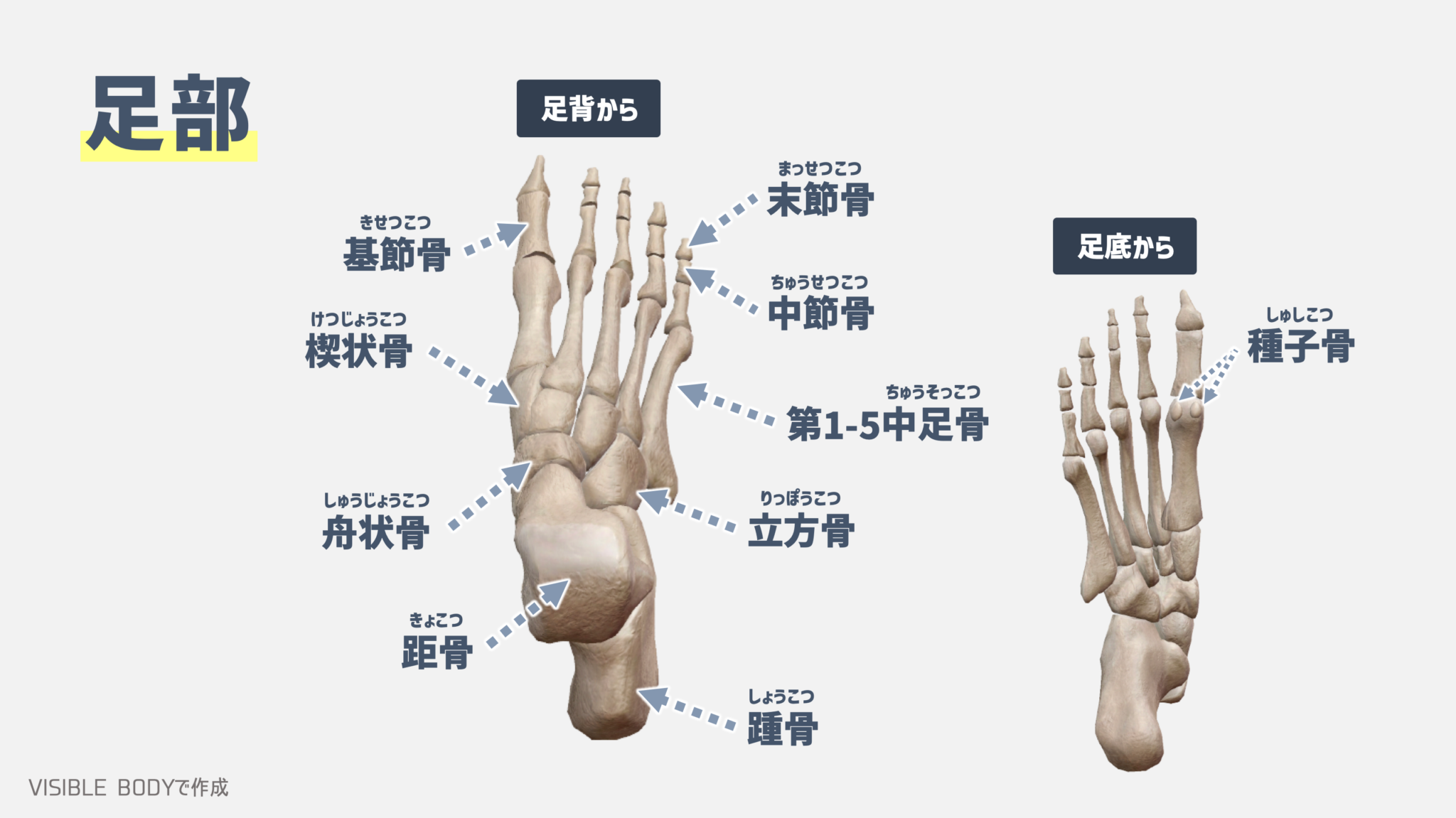  【解剖学】トレーナーが知っておくべき『足部』の構造と基礎知識｜TORECON Motiv 
