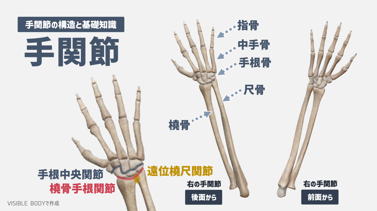 橈骨手根関節とは何ですか?