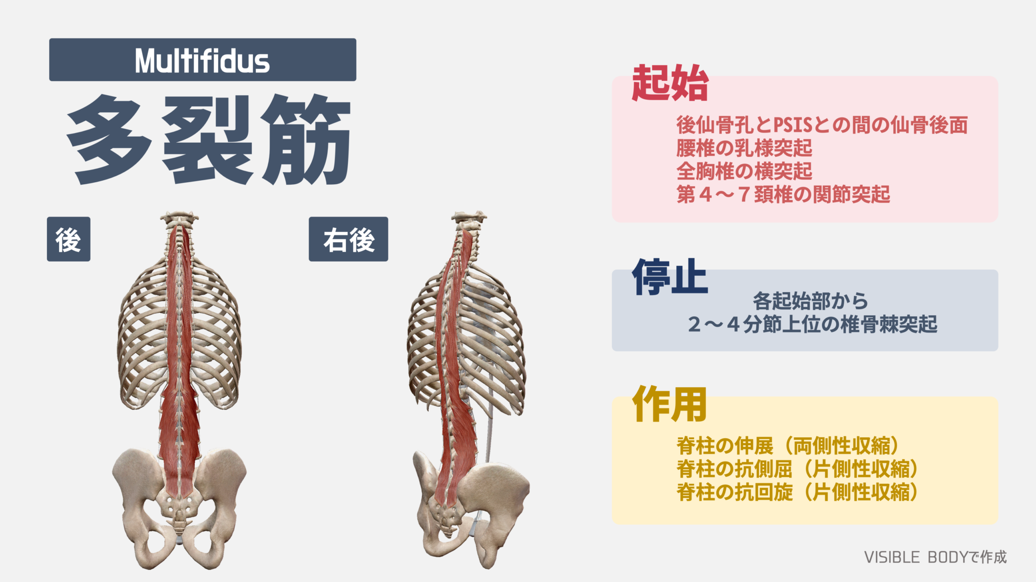 多裂筋の鍛え方！背骨インナーマッスルを効率的に鍛える筋トレとストレッチ法を徹底解説｜TORECON