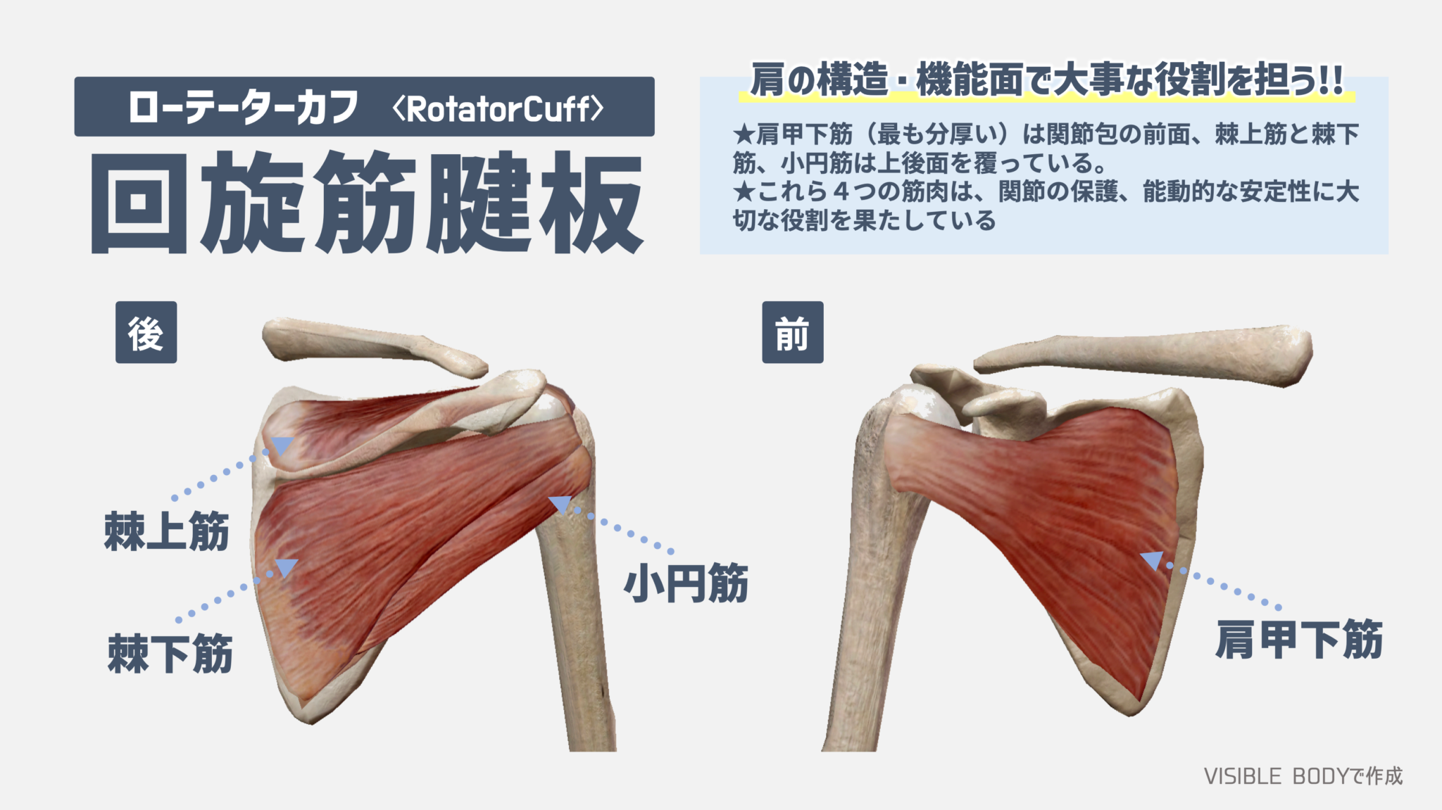 【解剖学】トレーナーが知っておくべき『ローテーターカフ(回旋筋腱板)』の基礎知識|TORECON