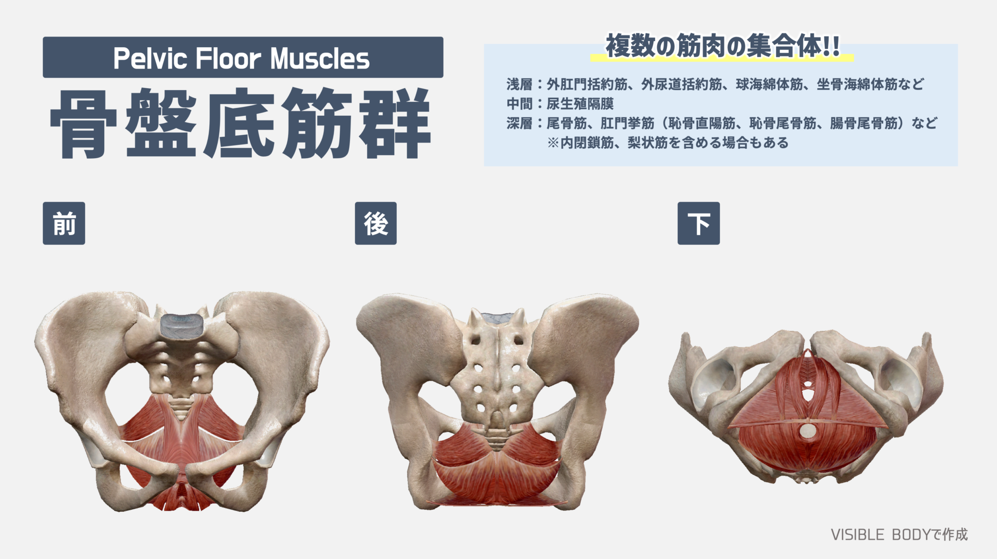 骨盤底筋群画像: 骨盤底筋 解剖図 – NMVCP