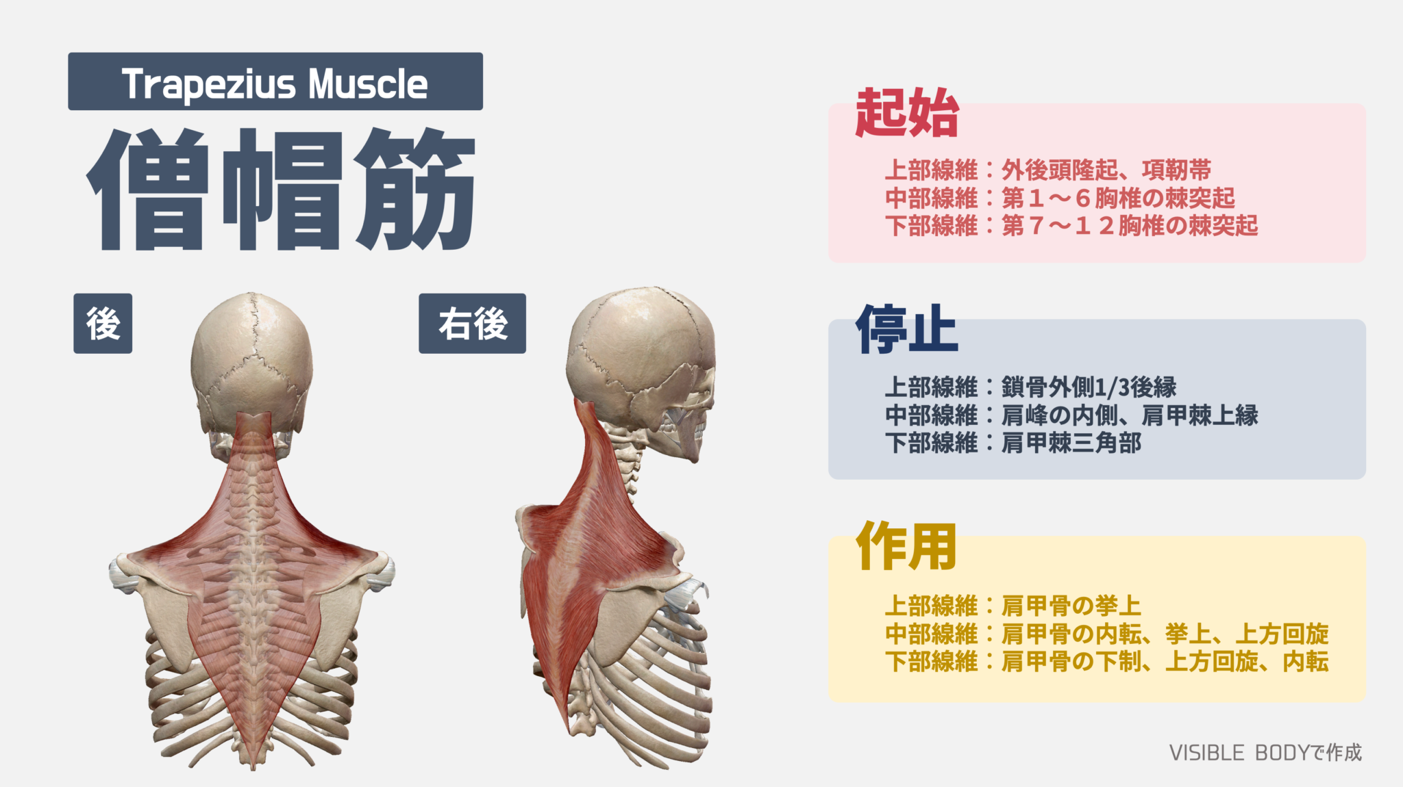 【解剖学】トレーナーが知っておくべき『僧帽筋』の役割と基礎知識|TORECON