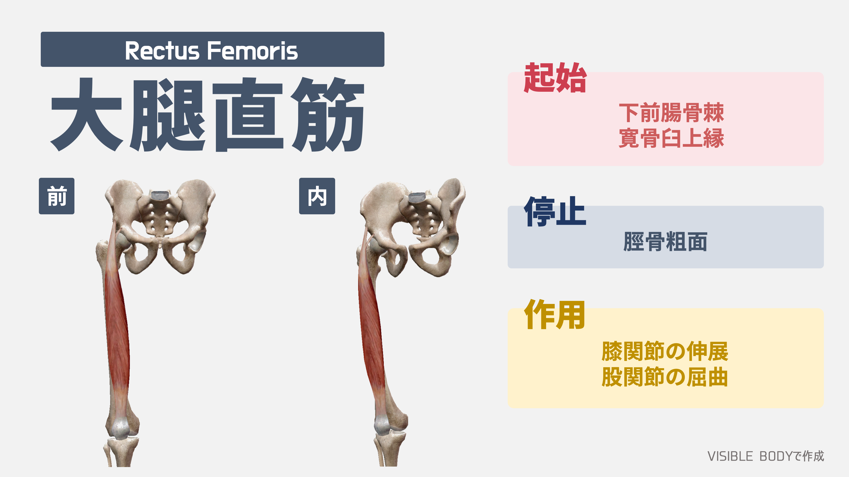 大 腿 部 と は