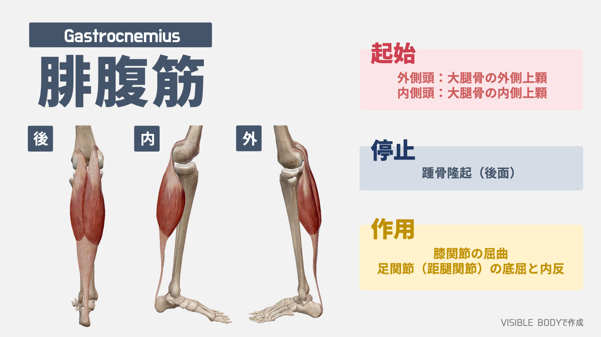 腓腹筋 マウス – 腓腹筋 ヒラメ筋 マウス – PPKMIA