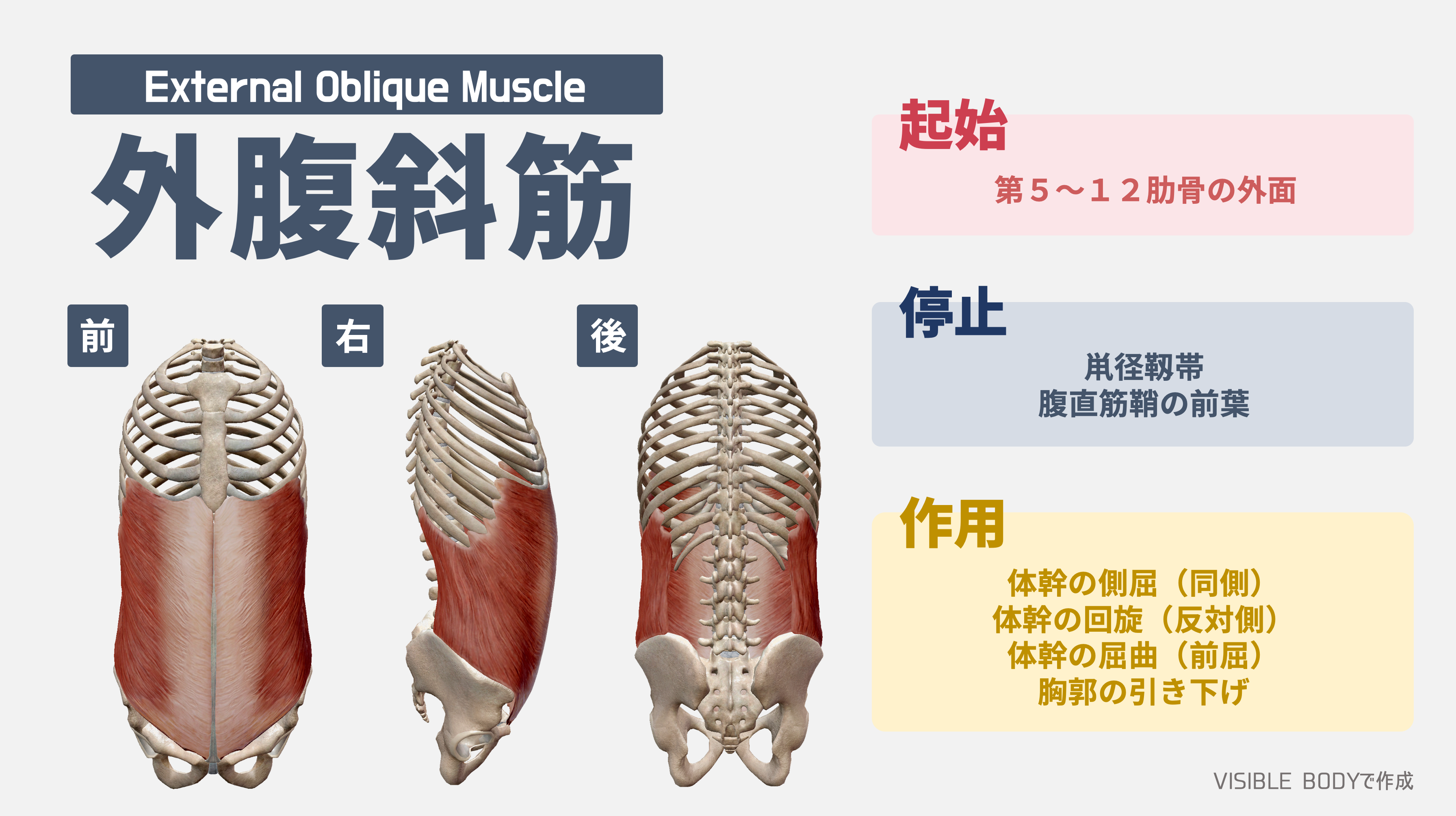 解剖学 トレーナーが知っておくべき 外腹斜筋 の役割と基礎知識 Torecon