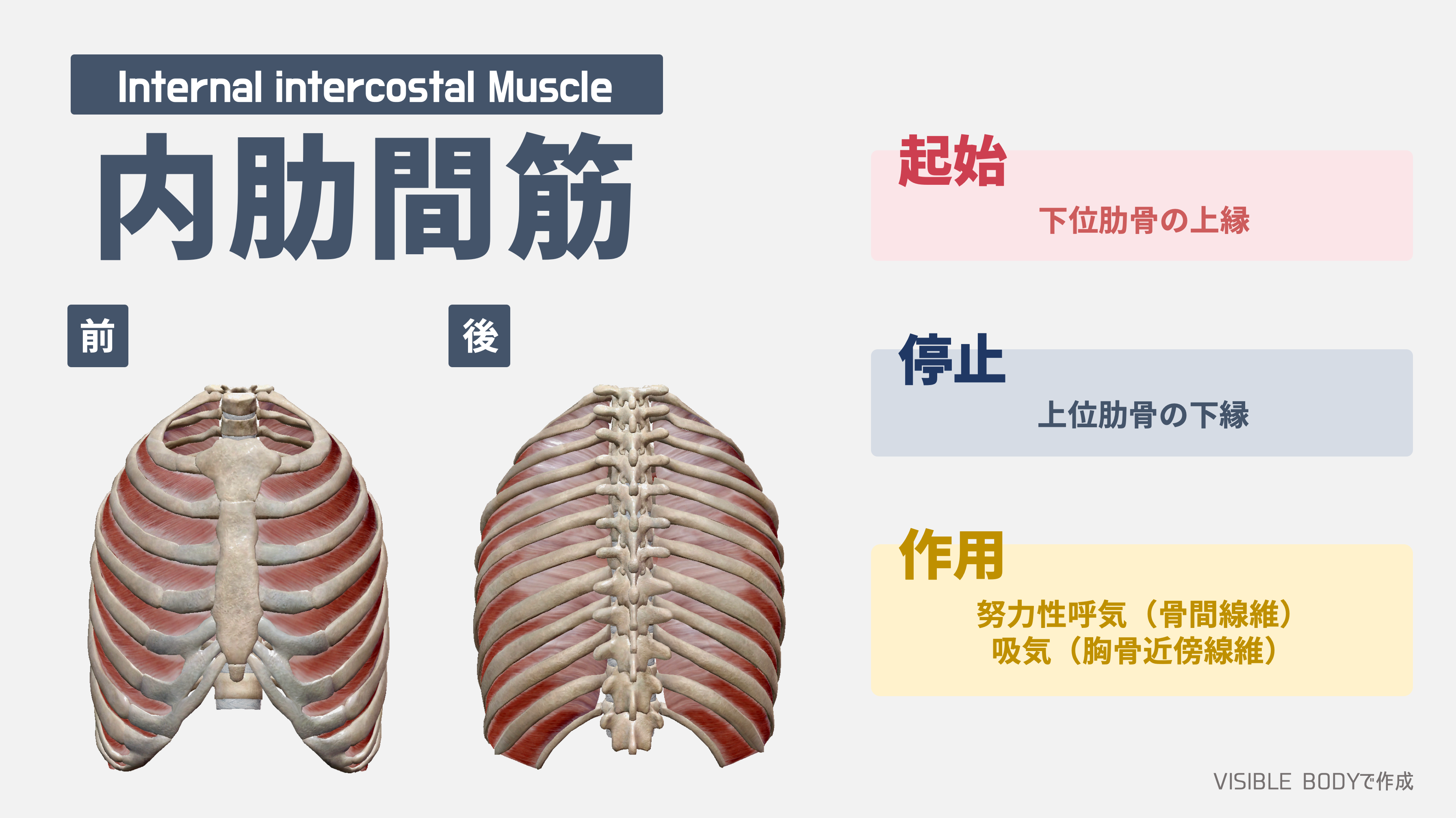 内肋間筋