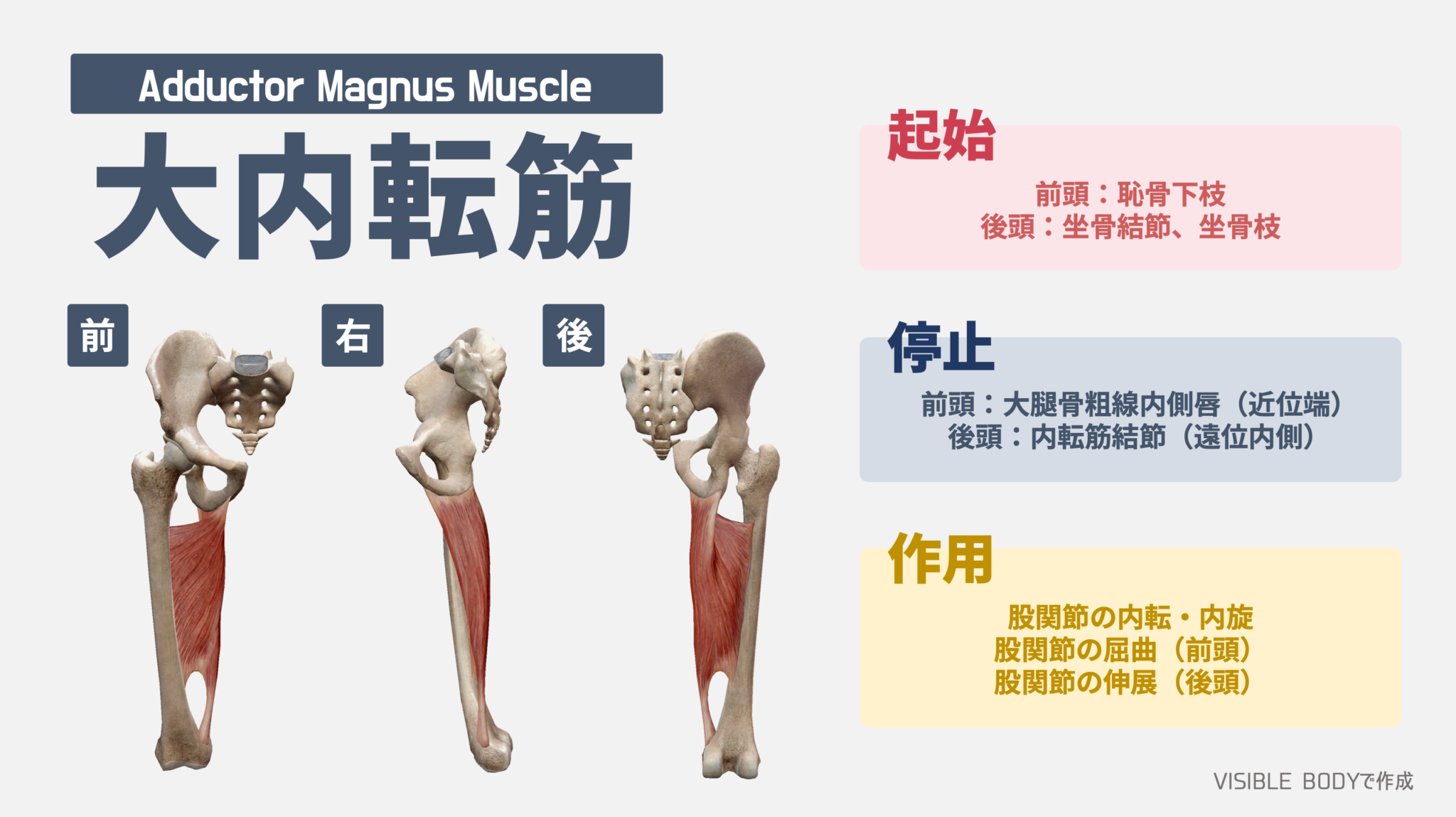 内転筋の役割 _ 内転筋を鍛える方法 – HPUY