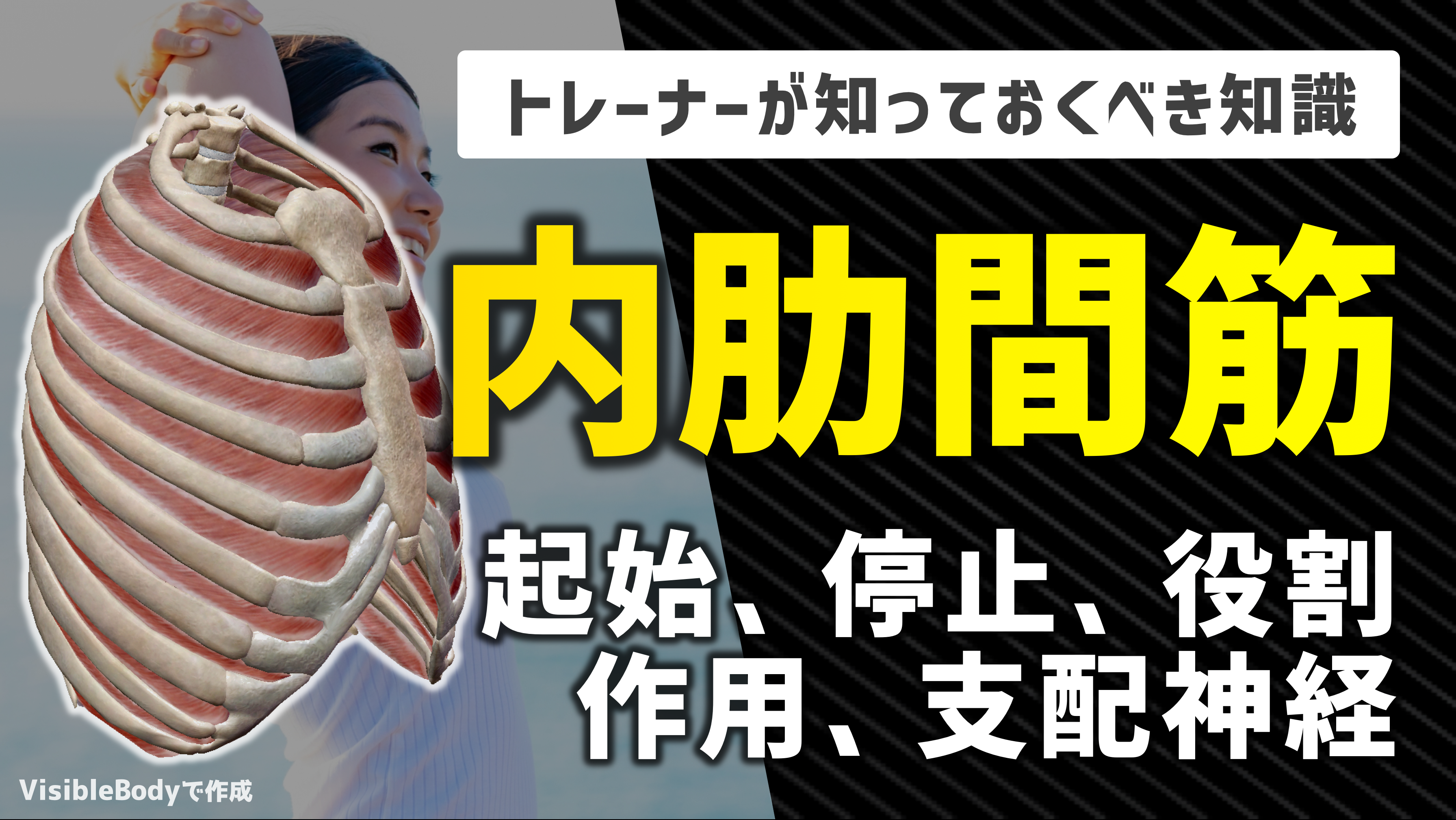 【解剖学】トレーナーが知っておくべき『内肋間筋』の役割と基礎知識